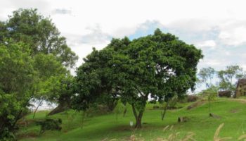 Picture The Origin of Brazil’s Name Explained