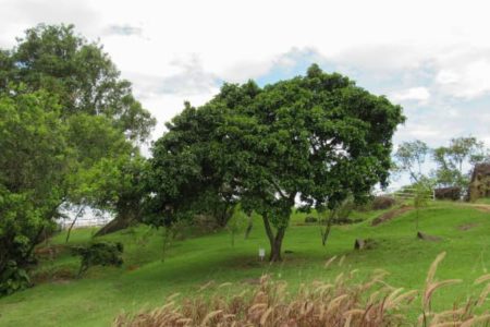 Picture The Origin of Brazil’s Name Explained