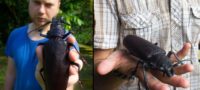 Picture The Massive Titan Beetle Is One of the Largest Flying Insects in the World