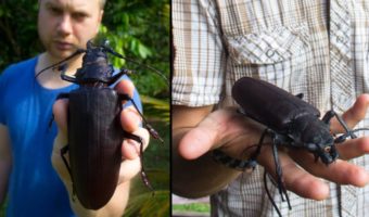 Picture The Massive Titan Beetle Is One of the Largest Flying Insects in the World