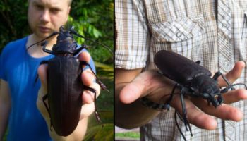 Picture The Massive Titan Beetle Is One of the Largest Flying Insects in the World