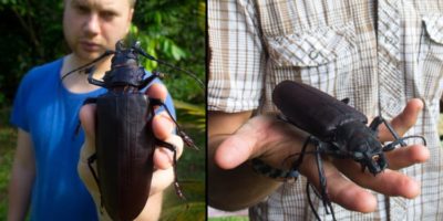 Picture The Massive Titan Beetle Is One of the Largest Flying Insects in the World