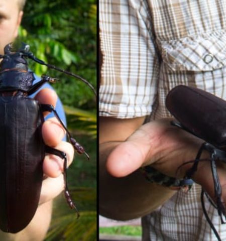 Picture The Massive Titan Beetle Is One of the Largest Flying Insects in the World