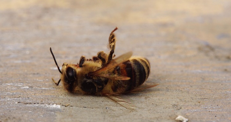 Male bees dies soon after mating with the queen bee
