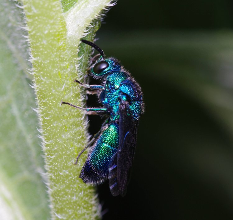 A bright metallic, blue sweat bee