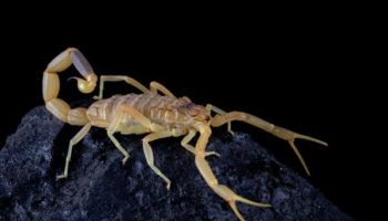 Picture Palestine Yellow Scorpion Venom is the Most Expensive Liquid in the World