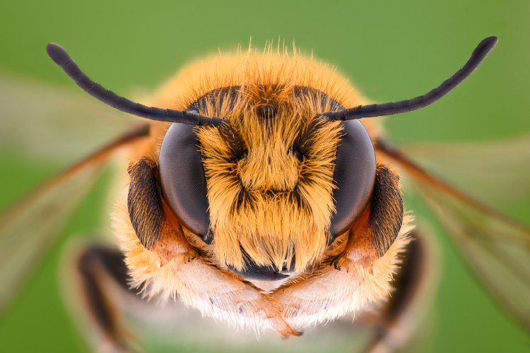 honey bees can recognize faces