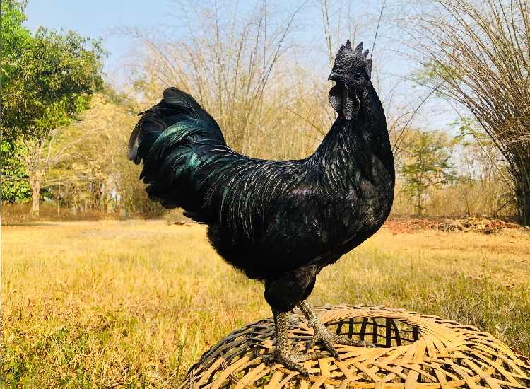 The Ayam Cemani’s jet-black appearance is far more than superficial coloration.
