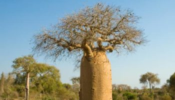Picture Madagascar’s Millennia-Old Baobab Trees, Nature’s Water Reservoirs