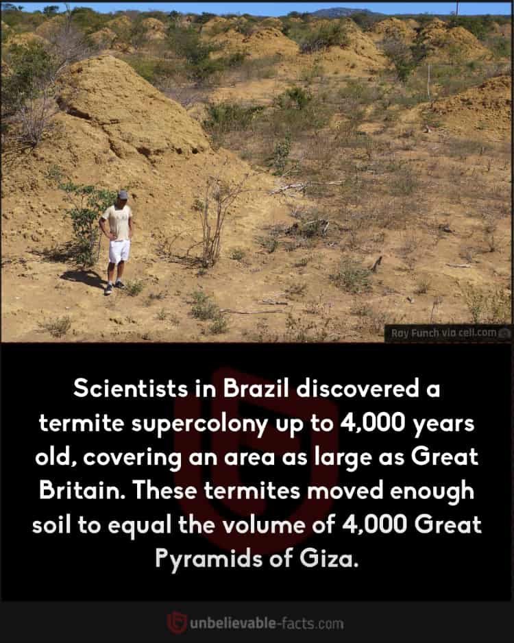 Brazilian termites