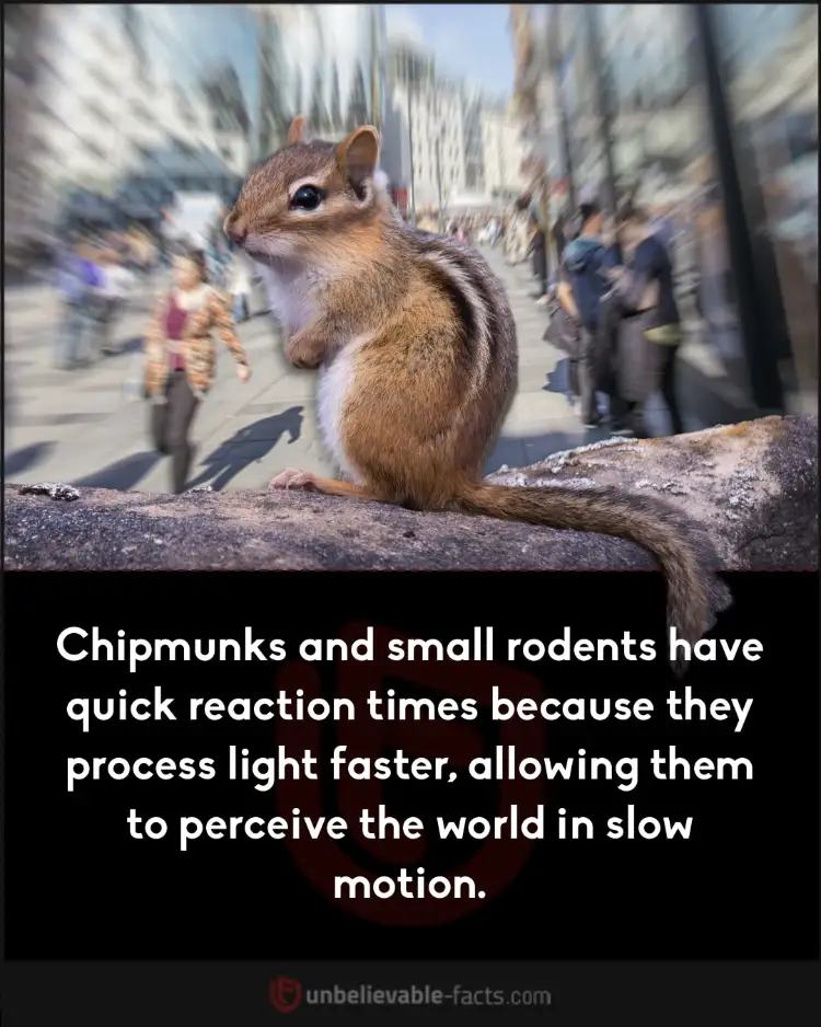 Chipmunks see in slow motion due to fast light processing.