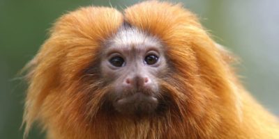 Picture 50 Cool Animal Facts That Will Turn You Into an Animal Trivia Expert