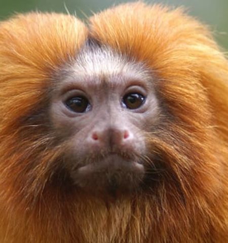 Picture 50 Cool Animal Facts That Will Turn You Into an Animal Trivia Expert