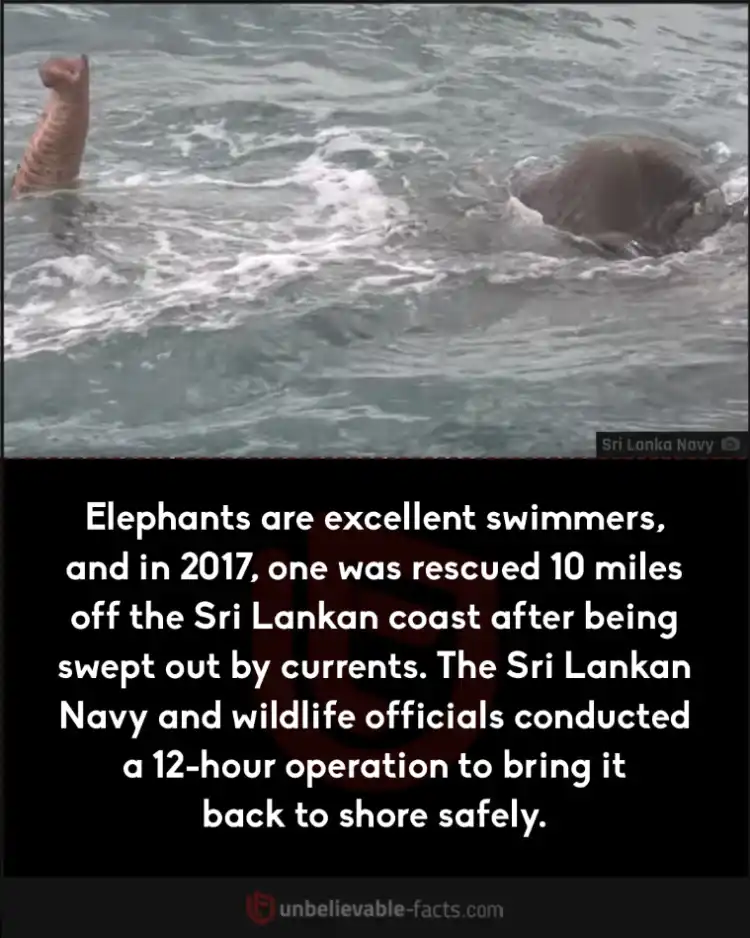 Elephant rescued 10 miles offshore