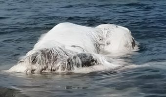 Picture Globsters or Sea Monsters? The Real Story Behind These Mystery Creatures!