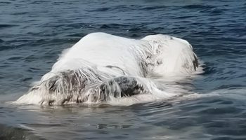 Picture Globsters or Sea Monsters? The Real Story Behind These Mystery Creatures!