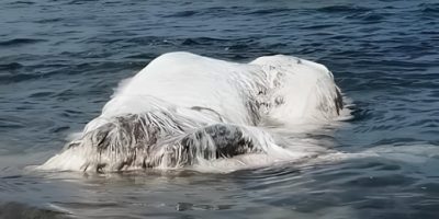 Picture Globsters or Sea Monsters? The Real Story Behind These Mystery Creatures!