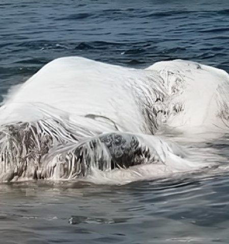 Picture Globsters or Sea Monsters? The Real Story Behind These Mystery Creatures!