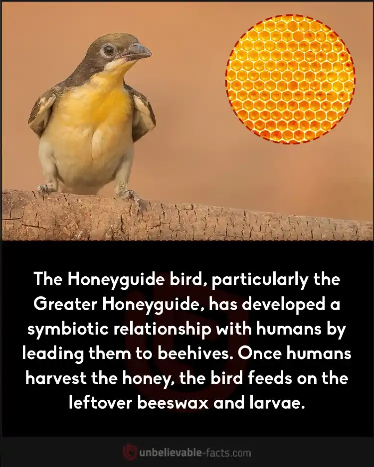 Greater Honeyguide
