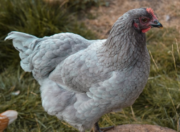 The Jersey Giant is one of the largest breeds of chicken in the world