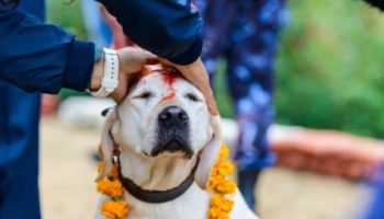 Picture Nepal Celebrates Kukur Tihar in Honor of Dogs