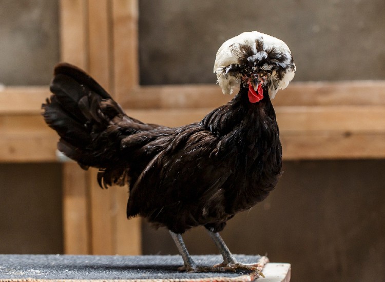 The Polish chicken is known for the ornamental crest of feathers on its head