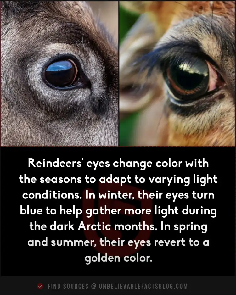 Reindeers' eyes change color with the seasons