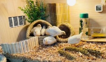 Picture Rutin Chickens Are One of the World’s Smallest Chickens