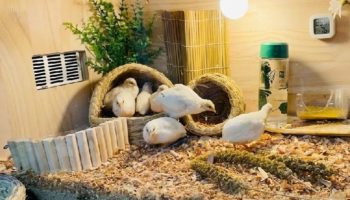 Picture Rutin Chickens Are One of the World’s Smallest Chickens