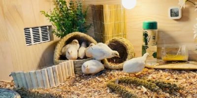 Picture Rutin Chickens Are One of the World’s Smallest Chickens