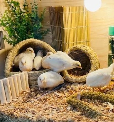 Picture Rutin Chickens Are One of the World’s Smallest Chickens