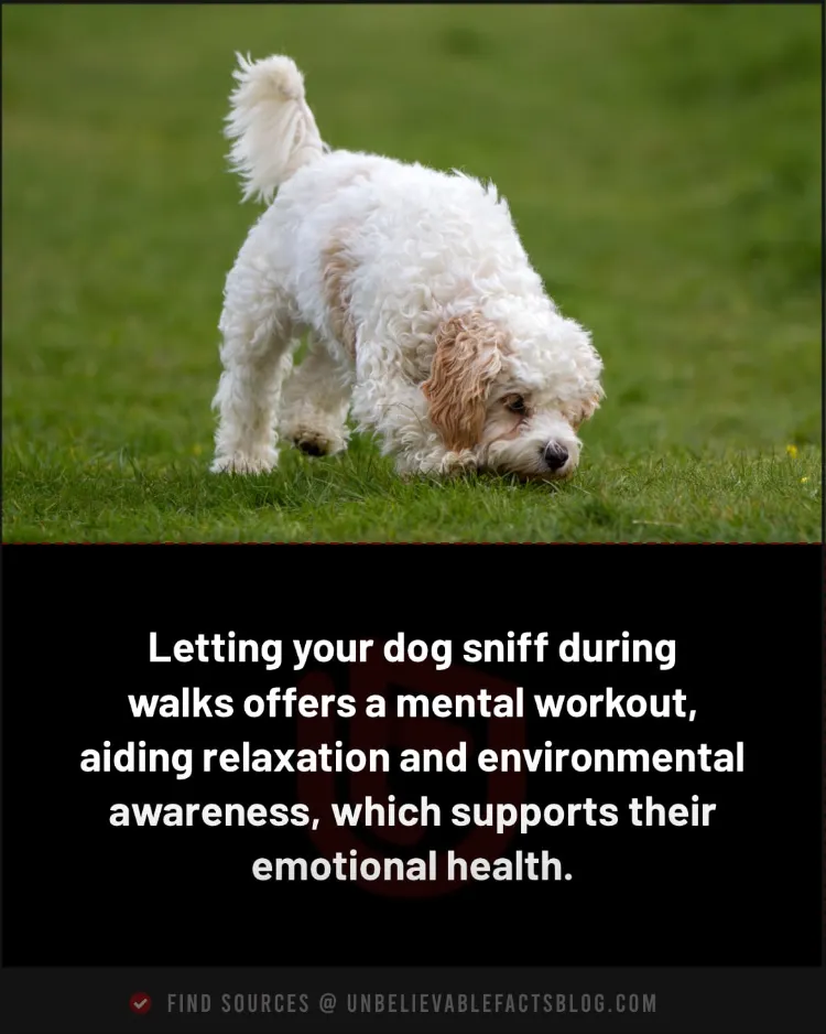 Sniffing on walks mentally stimulates and calms your dog.