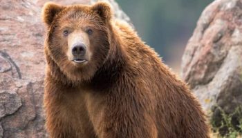 Picture Yellowstone Grizzlies Feast on 300K Moths Monthly in Summer