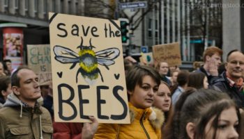 Picture Are Honey Bees Really Endangered? Uncover Essential Bee Facts