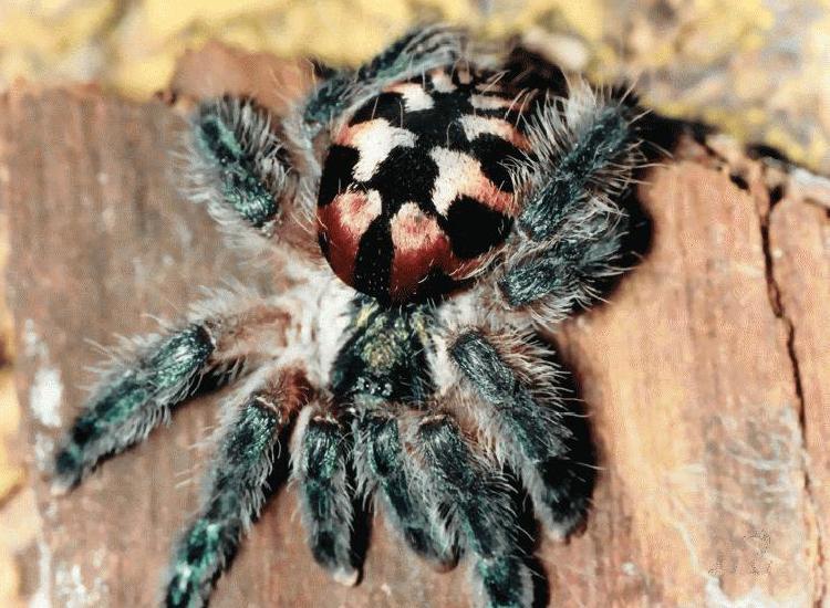 Brazilian Jewel Tarantula - the most beautiful spider in the world