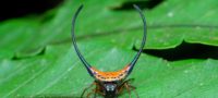 Picture Can You Judge a Spider by its Horns? The Horned Spider Looks Scary, but Is Harmless