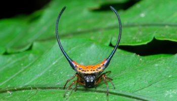 Picture Can You Judge a Spider by its Horns? The Horned Spider Looks Scary, but Is Harmless