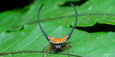 Picture Can You Judge a Spider by its Horns? The Horned Spider Looks Scary, but Is Harmless