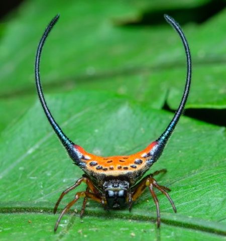 Picture Can You Judge a Spider by its Horns? The Horned Spider Looks Scary, but Is Harmless