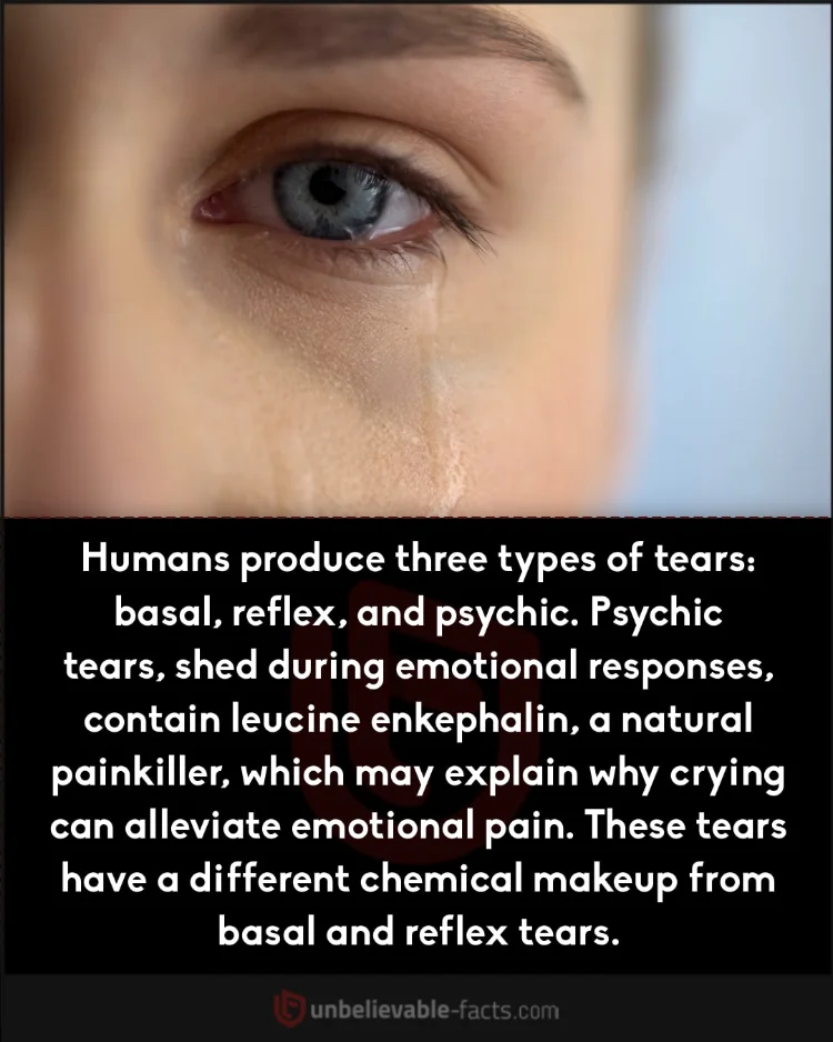 Humans produce three types of tears
