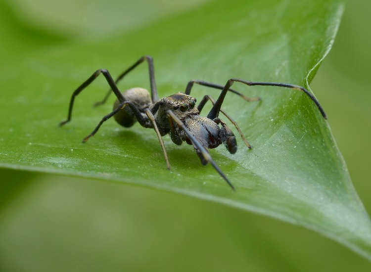 Ant-Mimicking Jumping Spider - Photo: Ang Kean Leng/Shutterstock - the coolest disguised spider