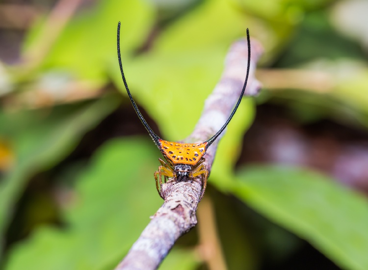 The terrifying yet spectacular appearance of the long-horned orb-weaver