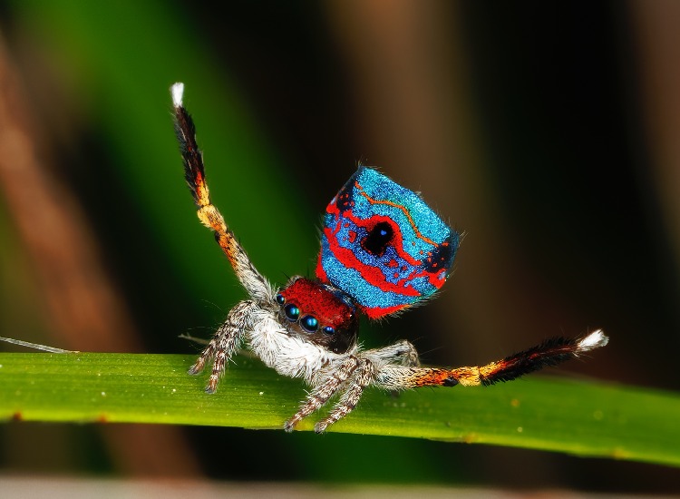 Abdomens of Sparklemuffins adorned with vibrant red and blue stripes, creating a striking blue-reddish pattern.