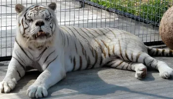 Picture Do Animals Really Suffer from Down Syndrome?