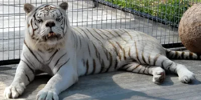 Picture Do Animals Really Suffer from Down Syndrome?