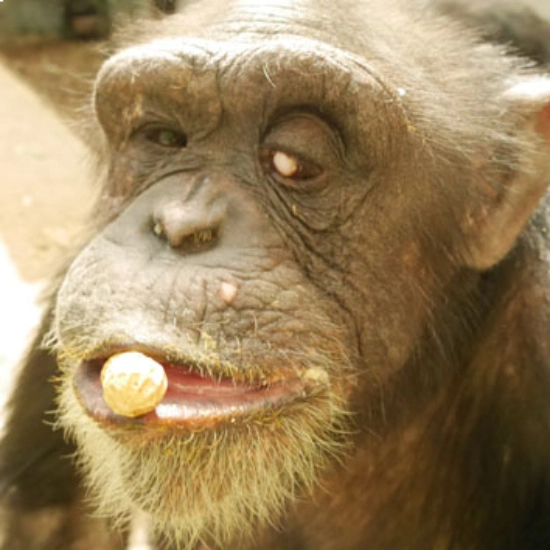 Kanako was a female chimpanzee