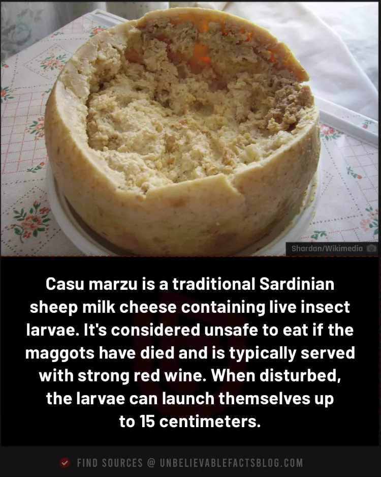 Casu martzu cheese contains live maggots that can leap.