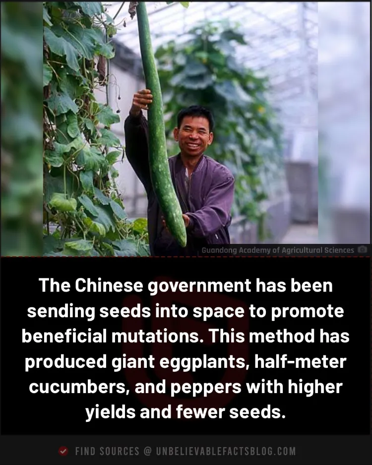 Chinese government has been sending seeds into space