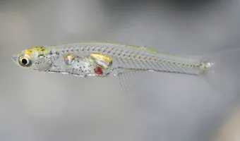 Picture Tiny Fish, the Size of a Fingernail, Can Produce Noises as Loud as an Elephant