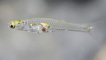 Picture Tiny Fish, the Size of a Fingernail, Can Produce Noises as Loud as an Elephant